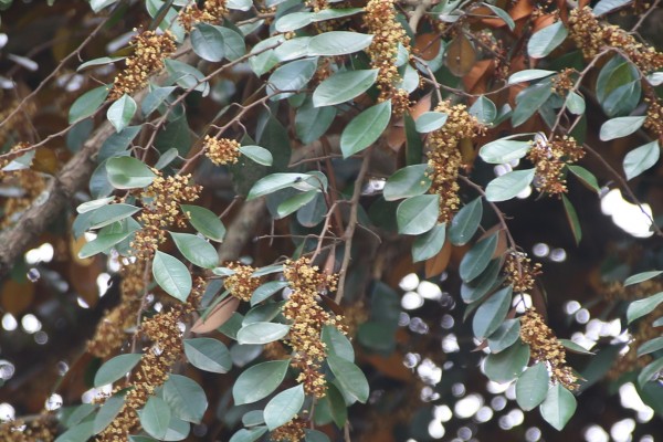 Chrysophyllum albidum - Leaves