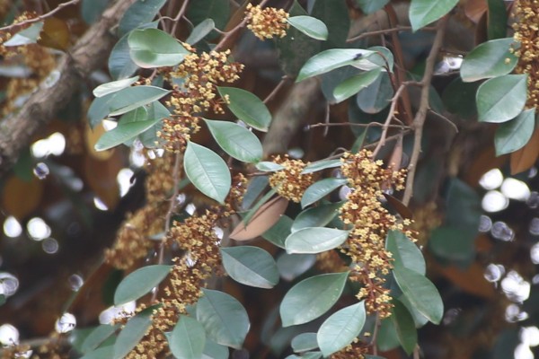 Chrysophyllum albidum - Flowers