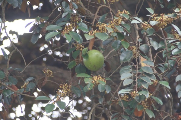 Chrysophyllum albidum - fruit