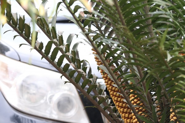 Encephalartos manikensis - Bark