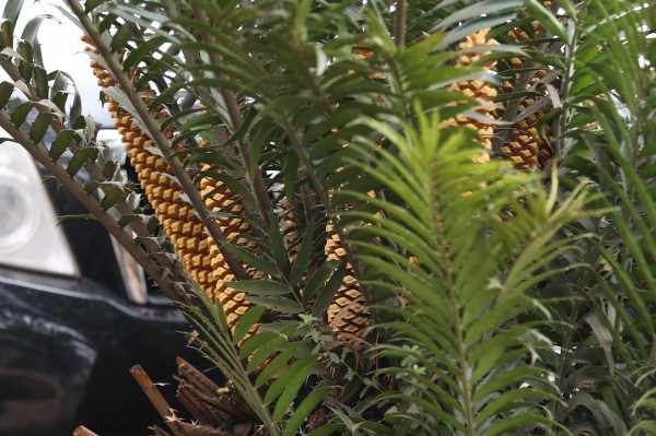 Encephalartos manikensis - Fruits