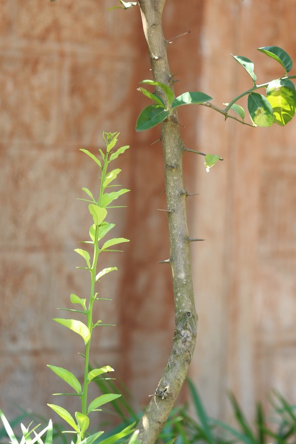 Citrus sinensis - Bark