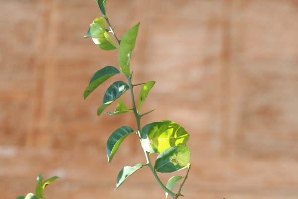 Citrus sinensis - Leaves