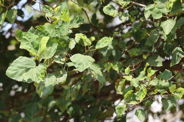 Ficus abutilifolia - Leaves