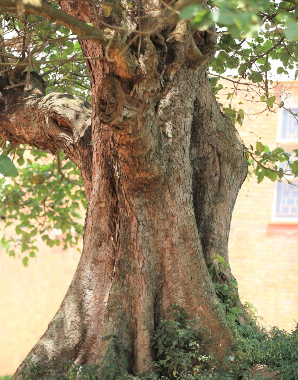 Ficus abutilifolia - Bark