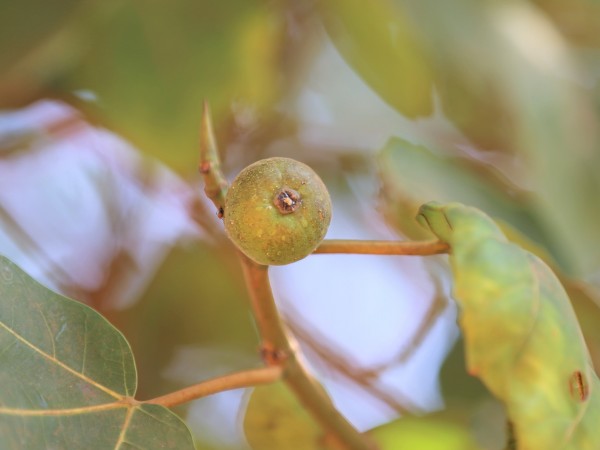 Ficus abutilifolia - Fruit
