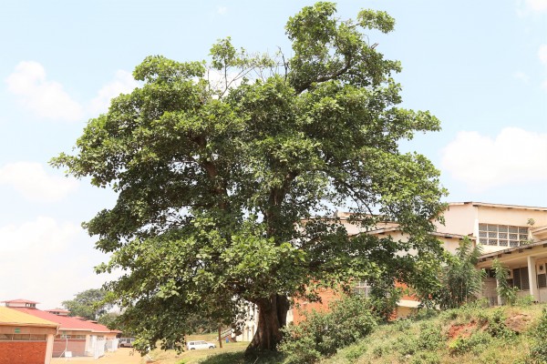 Ficus abutilifolia - Whole tree