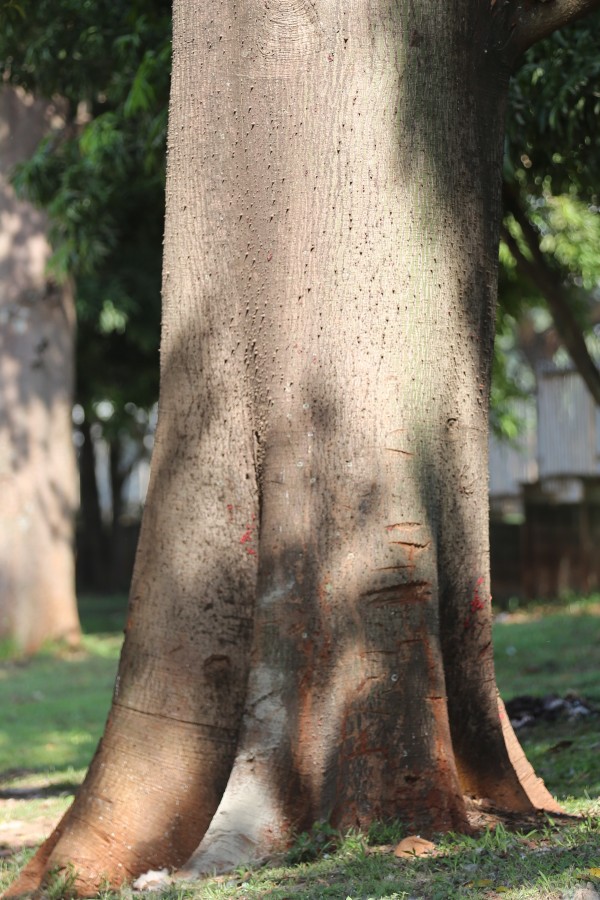 Bombax buonopozense (B. reflexum) - Bark