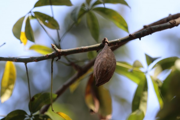 Bombax buonopozense (B. reflexum) - Fruit