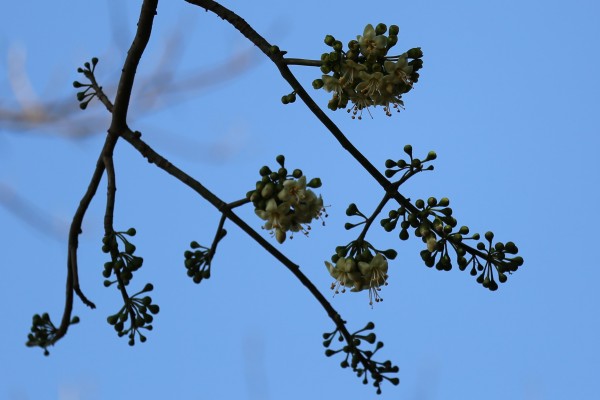 Bombax buonopozense (B. reflexum) - Flowers