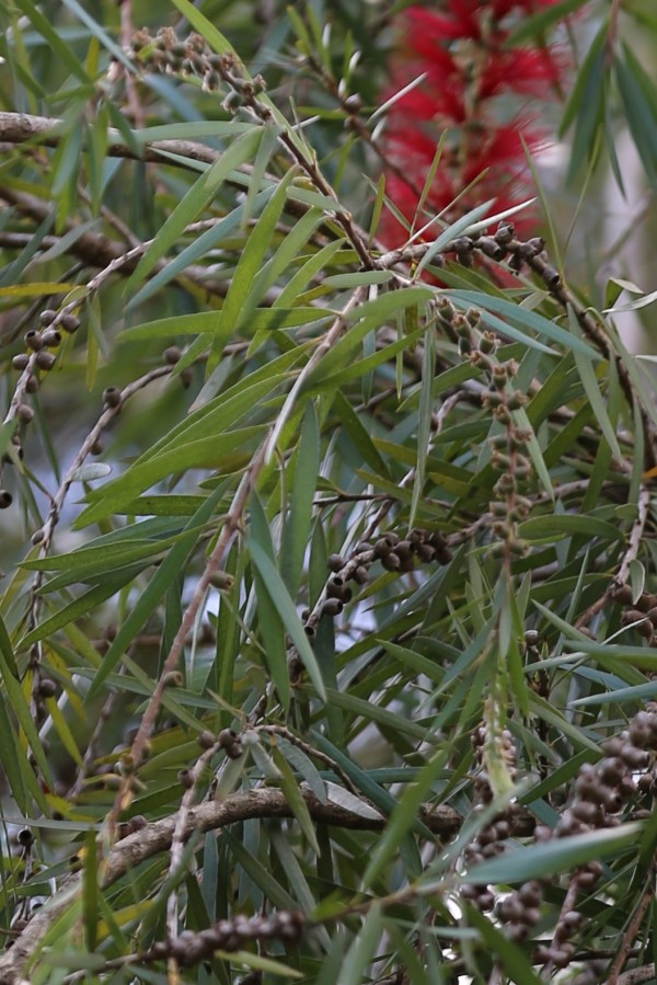 Callistemon citrinus var. splendens - Leaves