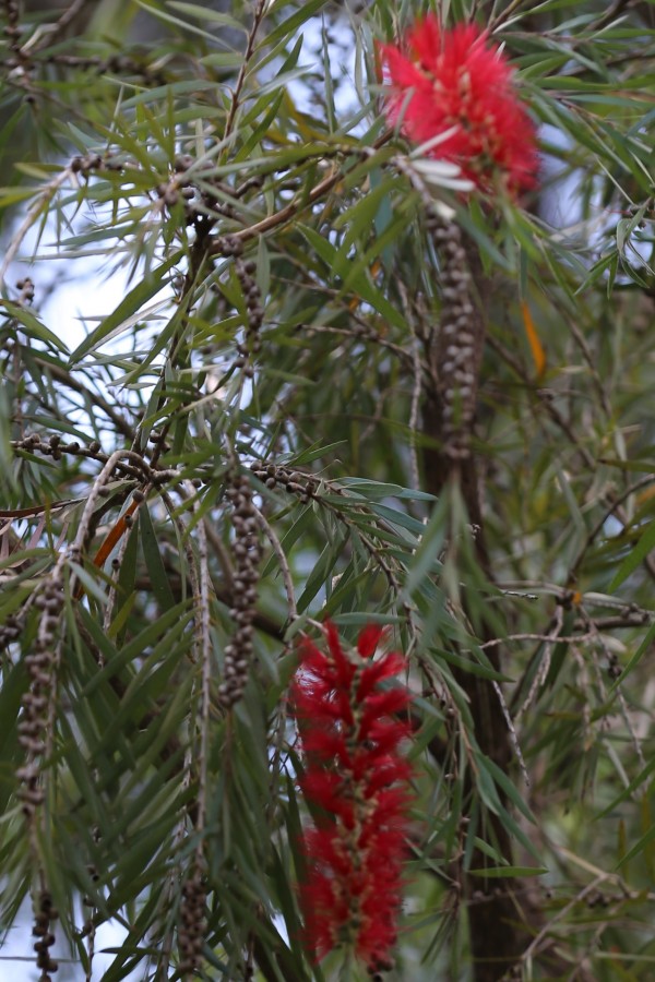 Callistemon citrinus var. splendens - Flowers
