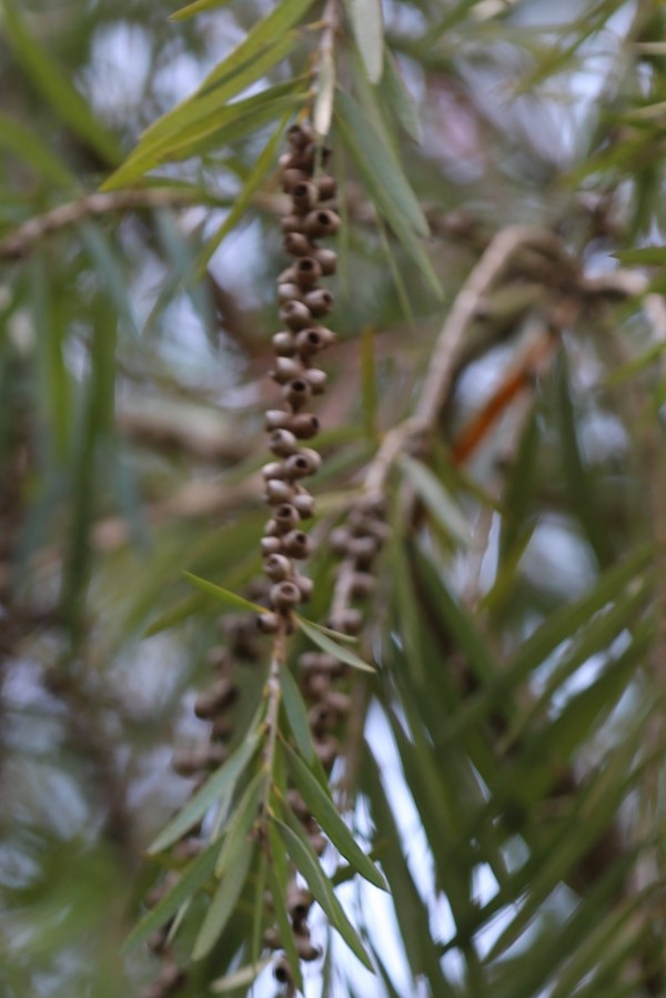 Callistemon citrinus var. splendens - Fruit