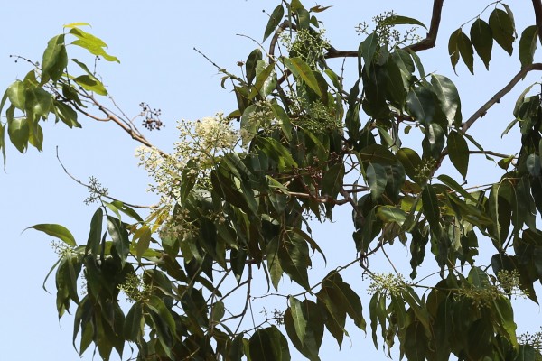 Eucalyptus deglupta - Flowers and Fruits