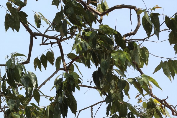Eucalyptus deglupta - Leaves