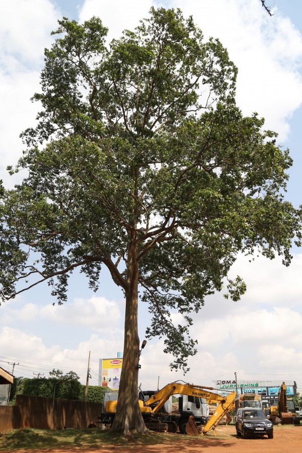 Eucalyptus deglupta - Whole tree