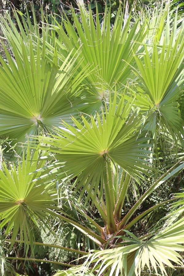Brahea edulis - Leaves