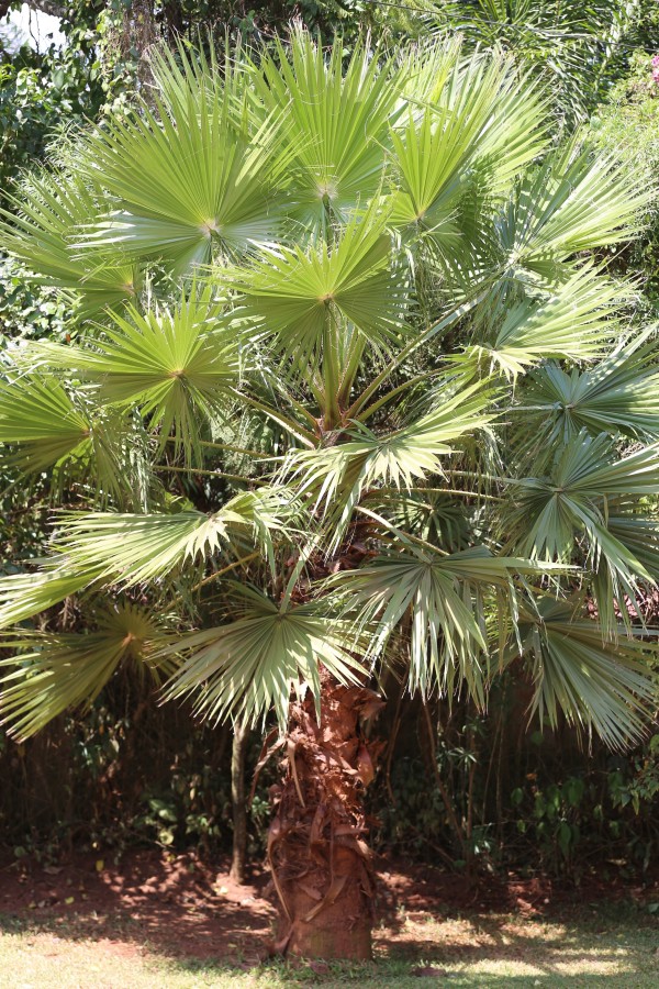 Brahea edulis - Whole tree