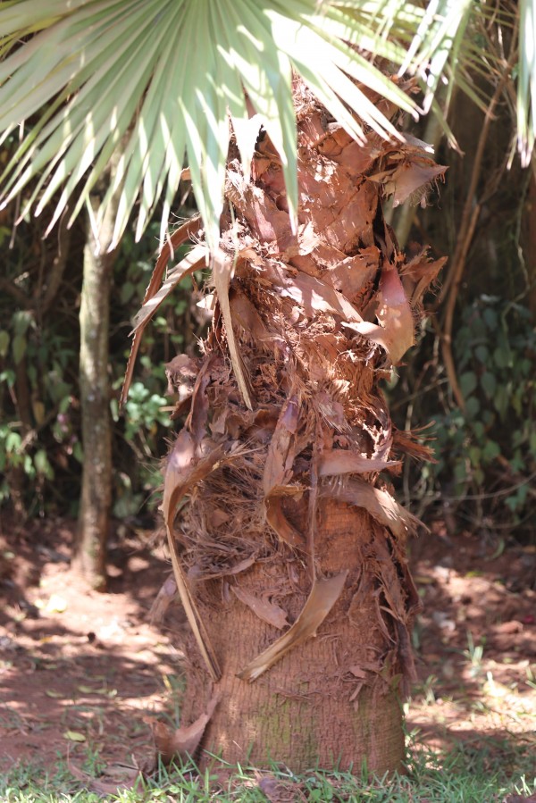 Brahea edulis - Bark
