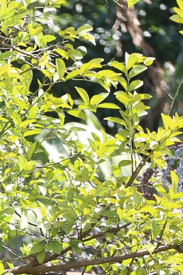 Citrus limonia - Leaves