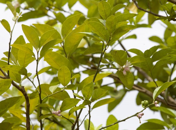 Citrus limonia - flower
