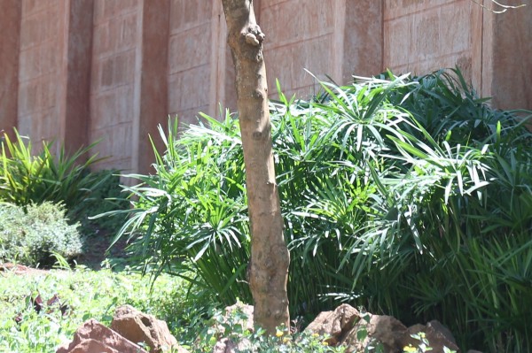 Citrus limonia - Bark
