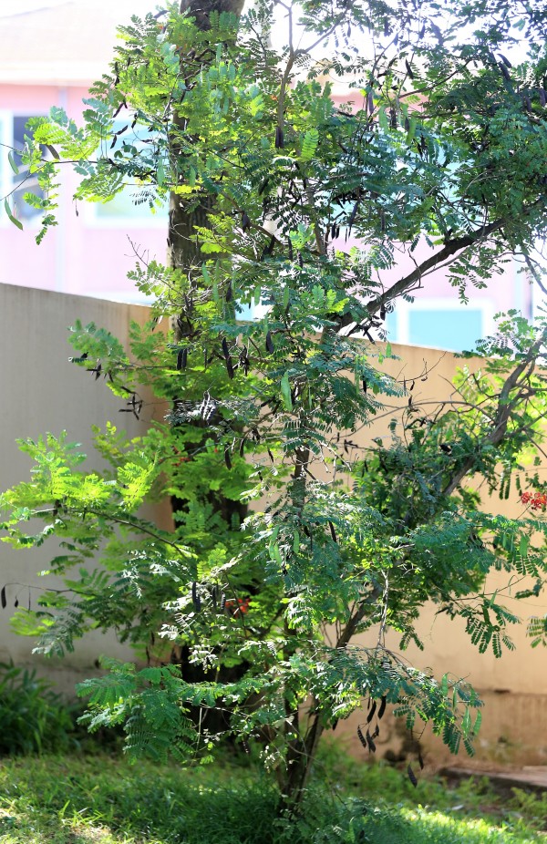 Caesalpinia pulcherrima - Whole tree