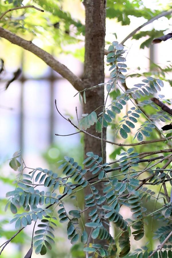 Caesalpinia pulcherrima - Leaves