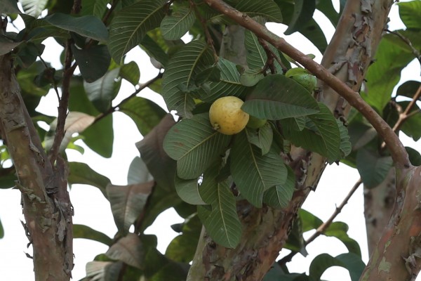Psidium guajava - Fruits
