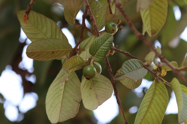 Psidium guajava - Fruits