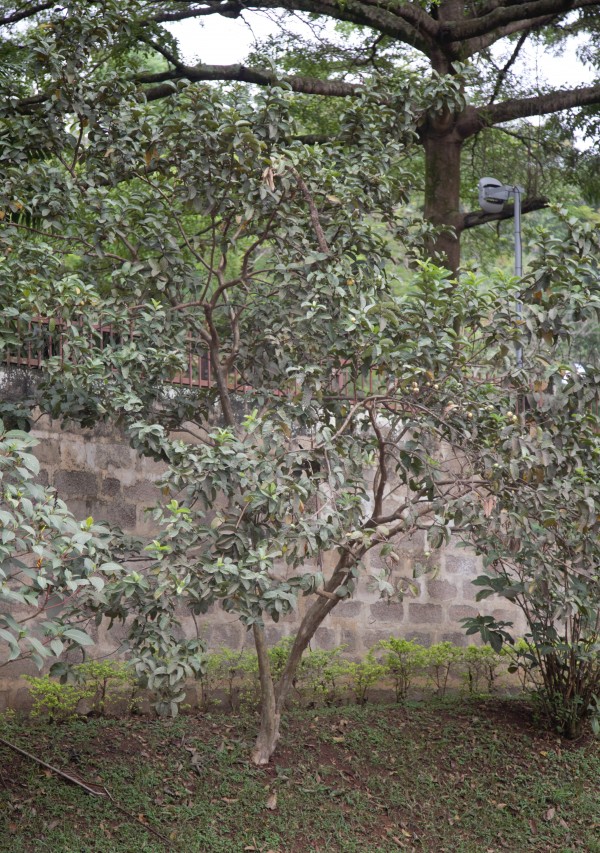 Psidium guajava - Whole tree