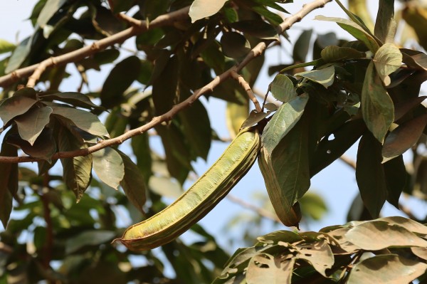 Inga edulis - Fruits