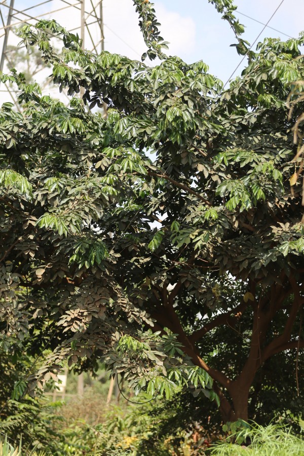Inga edulis - Whole tree