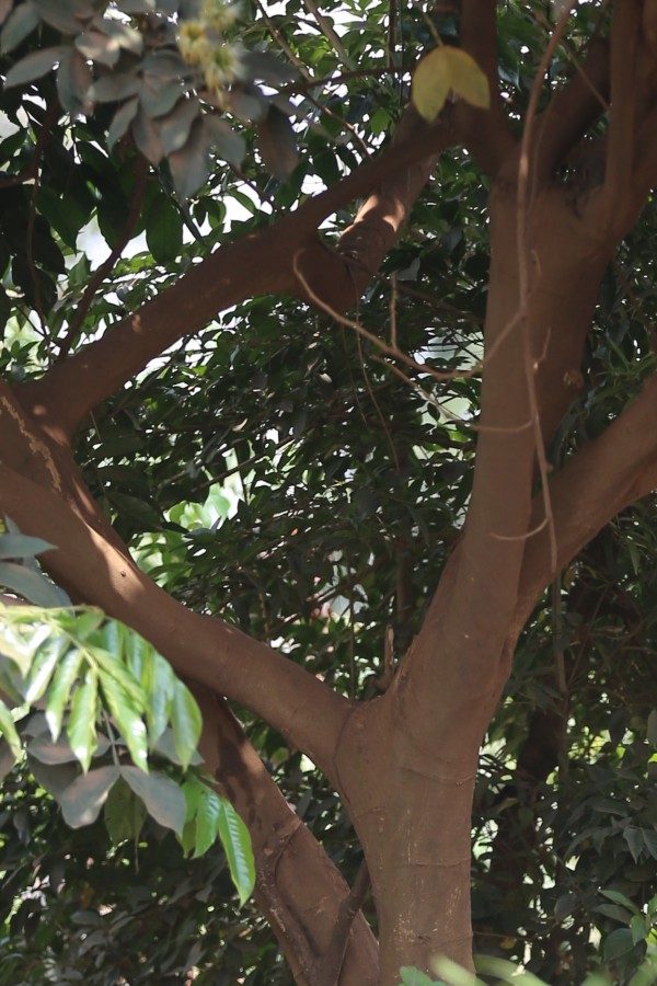 Inga edulis - Bark