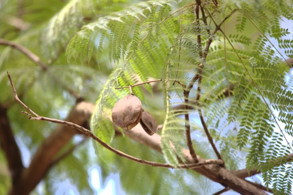 Jacaranda mimosifolia - Fruits