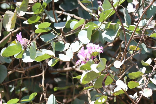 Bauhinia variegata - Flowers