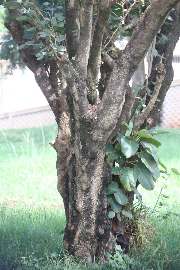Bauhinia variegata - Bark