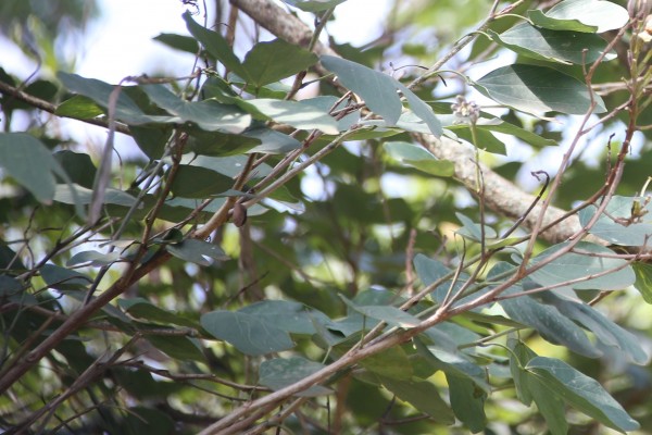 Bauhinia variegata - Leaves