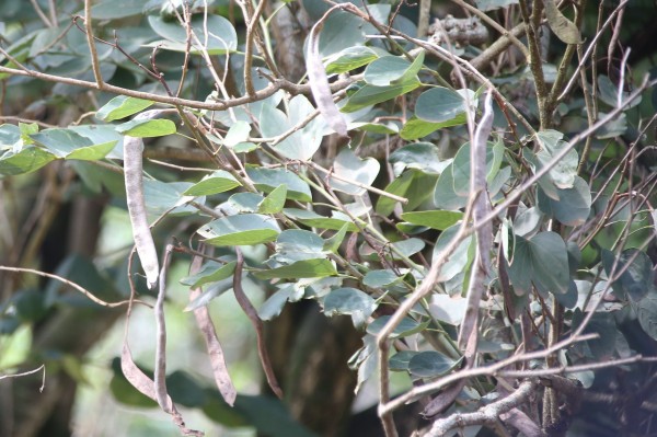 Bauhinia variegata - Fruits