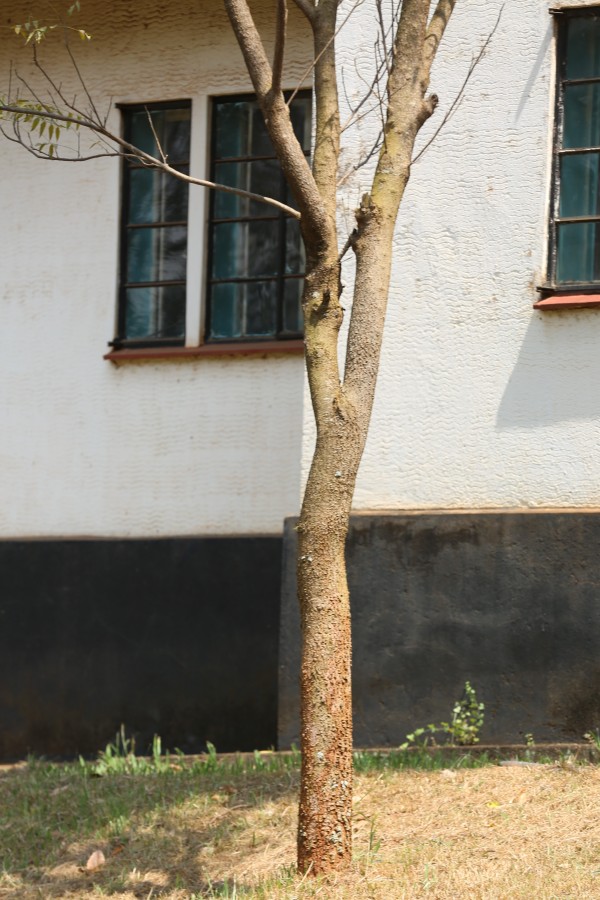 Azadirachta indica - Bark