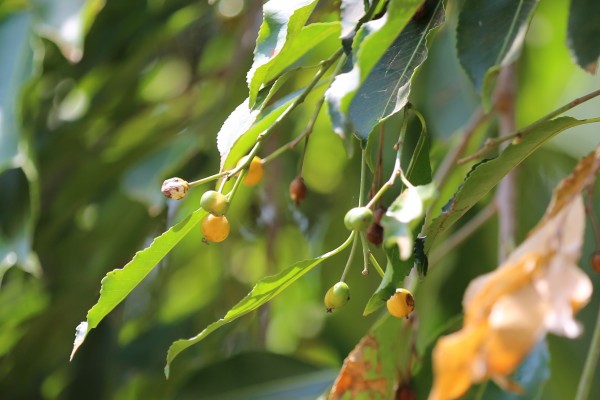 Sapium ellipticum - Fruits