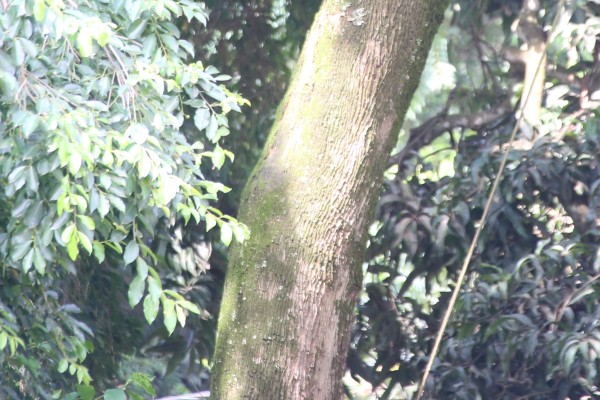 Sapium ellipticum - Bark