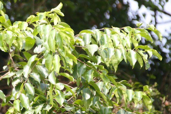 Sapium ellipticum - Leaves