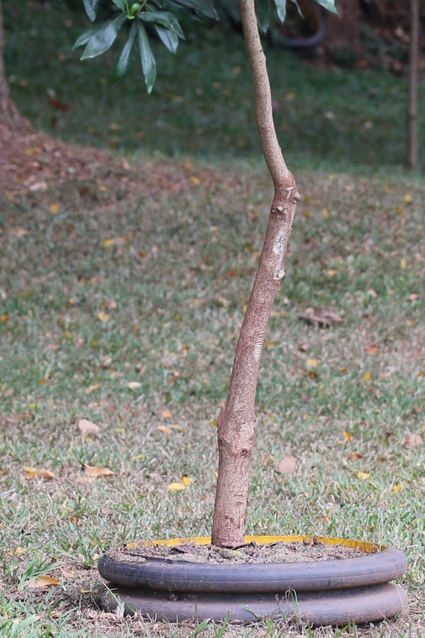 Warbugia ugandensis - Bark