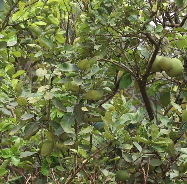 Citrus paradisi - Leaves