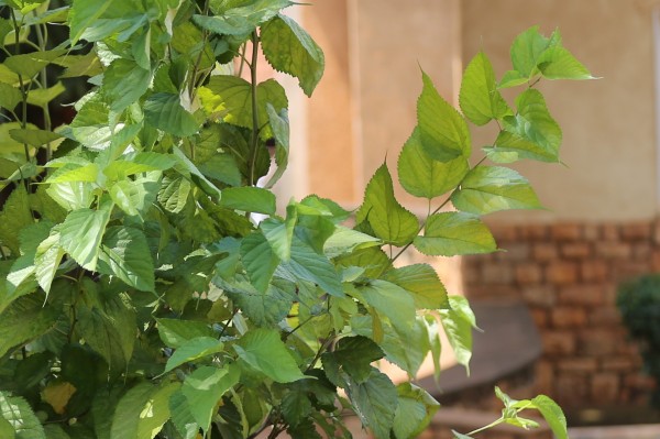 Morus alba - Leaves