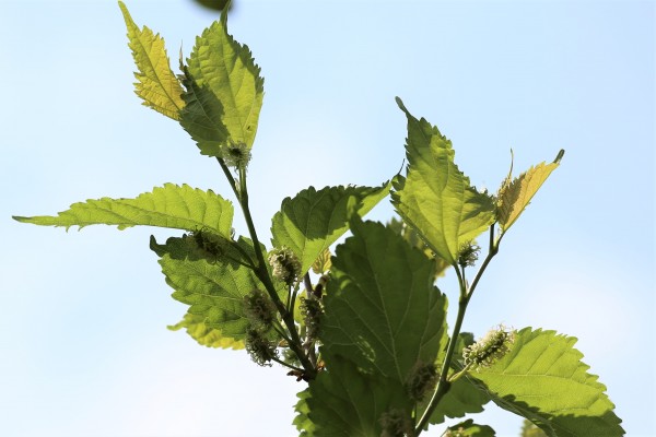 Morus alba - Flowers