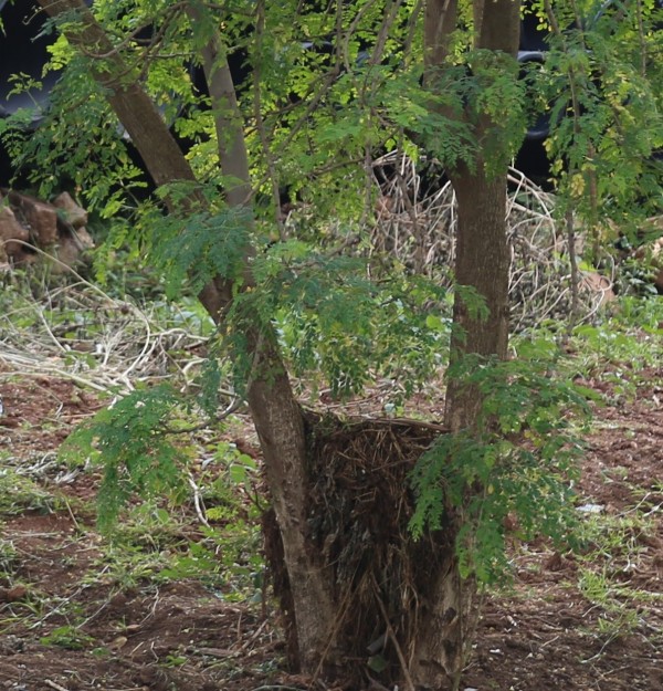 Moringa oleifera - Bark