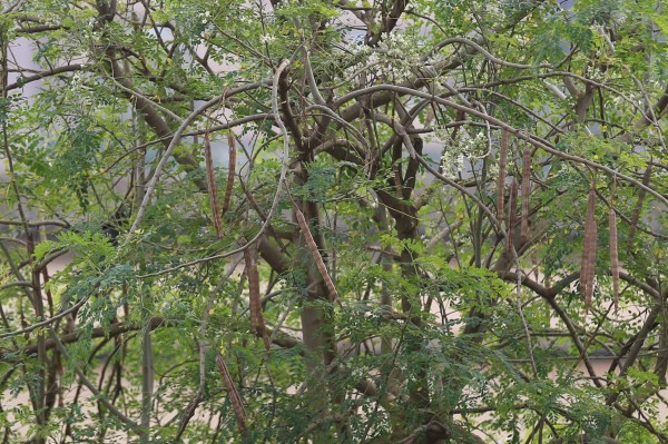 Moringa oleifera - Fruits