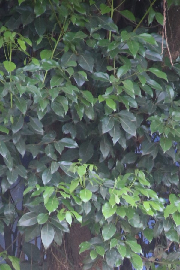 Strychnos mitis - Leaves